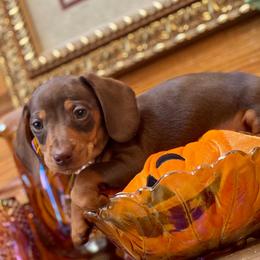 Dachshund and Miniature Schnauzer Puppies from The Bossy Doxie Farm
