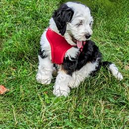 Bernedoodle Puppies from Puppies by Piper