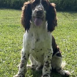 River - English Springer Spaniel