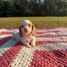 Izzie - Fawn (isabella) and cream female Dachshund puppy in New Albany, Mississippi from Double A. Doxies
