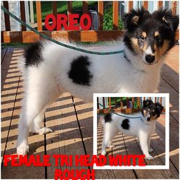 Collie Puppies from Reger Collies