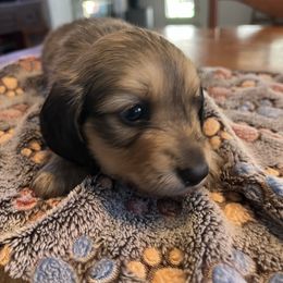 Hunter - Cream male Dachshund puppy in Fairfield, California from Dawson Creek Doxies