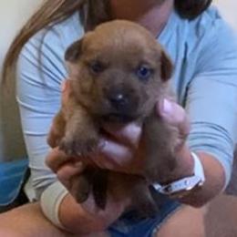 Serephina's Boy - Red male Norfolk Terrier puppy in Bristol, Tennessee from Holston Hollow Farm