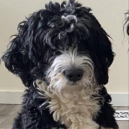 Mocha - Bernedoodle