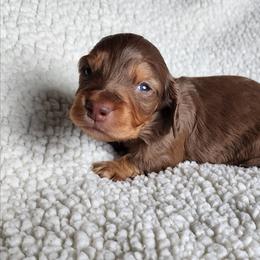Cadbury (blue collar) - Chocolate and tan male Dachshund puppy in Anaconda, Montana from Williams Family Dachshunds