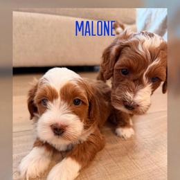 Malone - Red  male Goldendoodle puppy in Glendale, Arizona from Follow Your Bliss Doodles
