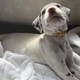 Rus - White and liver brown male Dalmatian puppy in Hastings, Florida from Love My Spotty Dalmatians