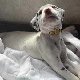 Rus - White and liver brown male Dalmatian puppy in Hastings, Florida from Love My Spotty Dalmatians