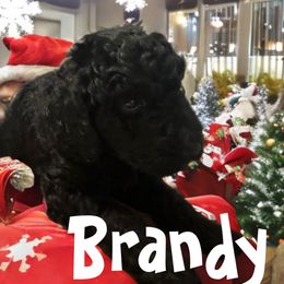 Poodle Puppies from Robinsnest Poodles