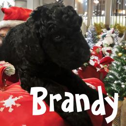 Poodle Puppies from Robinsnest Poodles