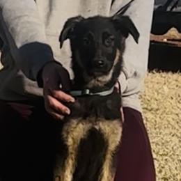 Light blue collar - Black and tan female German Shepherd puppy in Canute, Oklahoma from George Creek Kennel