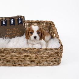 Cavalier King Charles Spaniel Puppies from Colorful Cavaliers