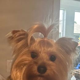MIA - Blue and gold female Yorkshire Terrier puppy in Cape Coral, Florida from Katherine’s Yorkies and Poodles