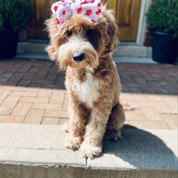 Mocha - Goldendoodle