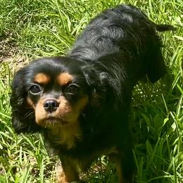 Kahlúa - Cavalier King Charles Spaniel