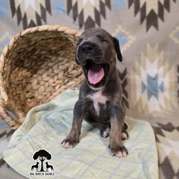 Boots - Blue male Great Dane puppy in Spiro, Oklahoma from Big Birch Danes