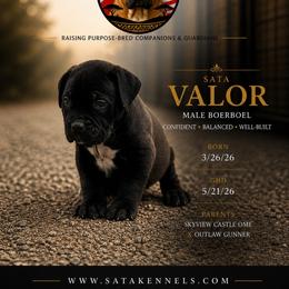 Valor (Grey) - Black male Boerboel puppy in Delta, Colorado from SATA Kennels