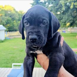 Chuck - Black male Great Dane puppy in Princeton, Indiana from Phantasm Farms