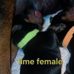 Girl 2 - Black and mahogany female Rottweiler puppy in De Witt, Iowa from Irish Eyes Kennels