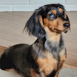 Sadie - Dachshund