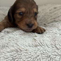 Cookie - Dapple male Dachshund puppy in Vancouver, Washington from Cascade Minis