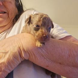Sallie - Brown female Poodle puppy in Mc Dade, North Carolina from Toy Poodles of NC