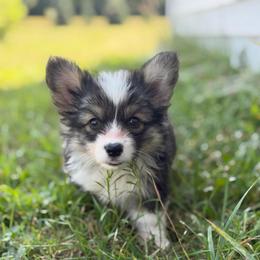 Eevee (Dandelion) - Black and tan female Pembroke Welsh Corgi puppy in Fairchild, Wisconsin from Reigning Corgis