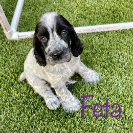 Cocker Spaniel and English Cocker Spaniel Puppies from Jesselle Cocker Spaniels