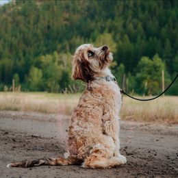 Tan Collar - Merle male Cockapoo puppy in Missoula, Montana from Big Sky Cockapoos