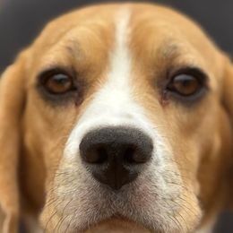 Lorna - Beagle