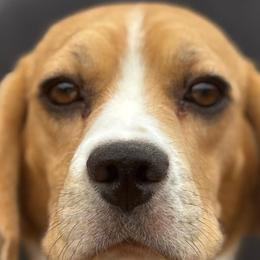 Lorna - Beagle