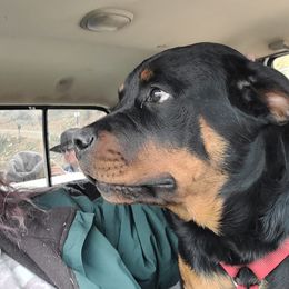 Rottweilers from Rotten Rottie Ranch