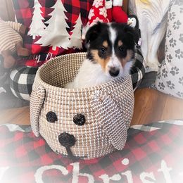 Collie Puppies from Cold Mountain Collies