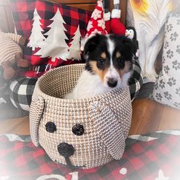 Collie Puppies from Cold Mountain Collies