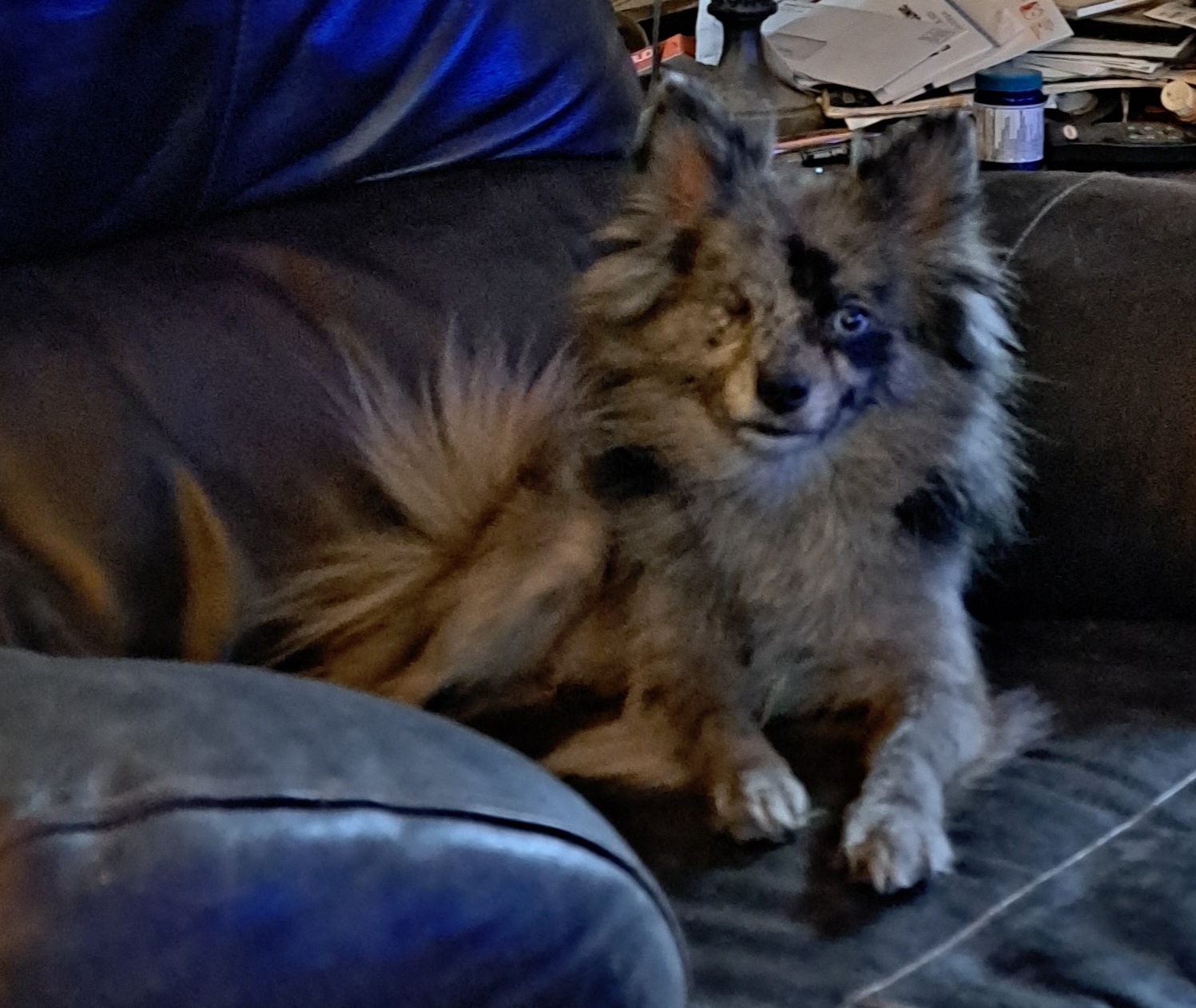 Patches - Pomeranian