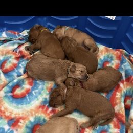 Goldendoodle Puppies from Stolt Southern Doodles