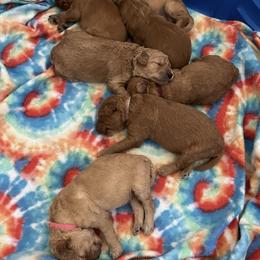 Goldendoodle Puppies from Stolt Southern Doodles