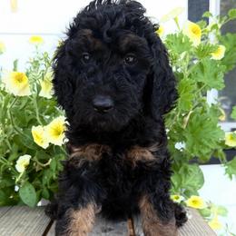 Ash - Phantom female Goldendoodle puppy in Spokane, Washington from Goldendoodles on the Prairie