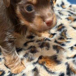 Boy 1 - Chocolate and tan male Yorkshire Terrier puppy in Hudson, Florida from MCM Acres
