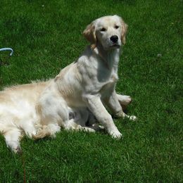 Golden Retriever All Grown Up from Cedar Goldens