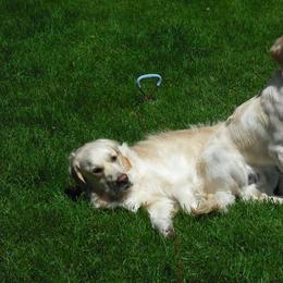 Golden Retriever All Grown Up from Cedar Goldens