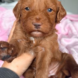 Blue eyes - Scarlett - Red  female Goldendoodle puppy in Ruthorfordton, North Carolina from Duncan Doodles Goldendoodles