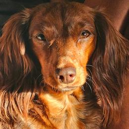 Maui - Dachshund
