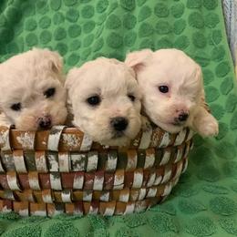 Male 2 - White male Bichon Frise puppy in Brainerd, Minnesota from ACC Ranch