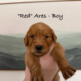 Ares - Dark golden male Golden Retriever puppy in Weston, Missouri from Love is Golden