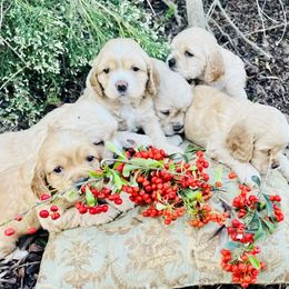 Cocker Spaniel Puppies from Cute Cocker Spaniel Puppies!!!