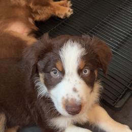 Thorn - Red tri-color male Australian Shepherd puppy in Rochester, Pennsylvania from Aussie Odyssey
