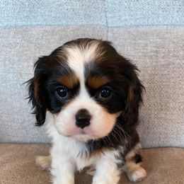 Cavalier King Charles Spaniel Puppies from Heartland Cavaliers