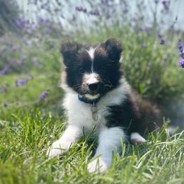 Shetland Sheepdog Puppies from Lexy Hannon