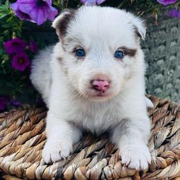 Boy 1 - blue collar - red merle - Red merle male Border Collie puppy in Minden, Iowa from Rocking N Registered Border Collies & Labradors